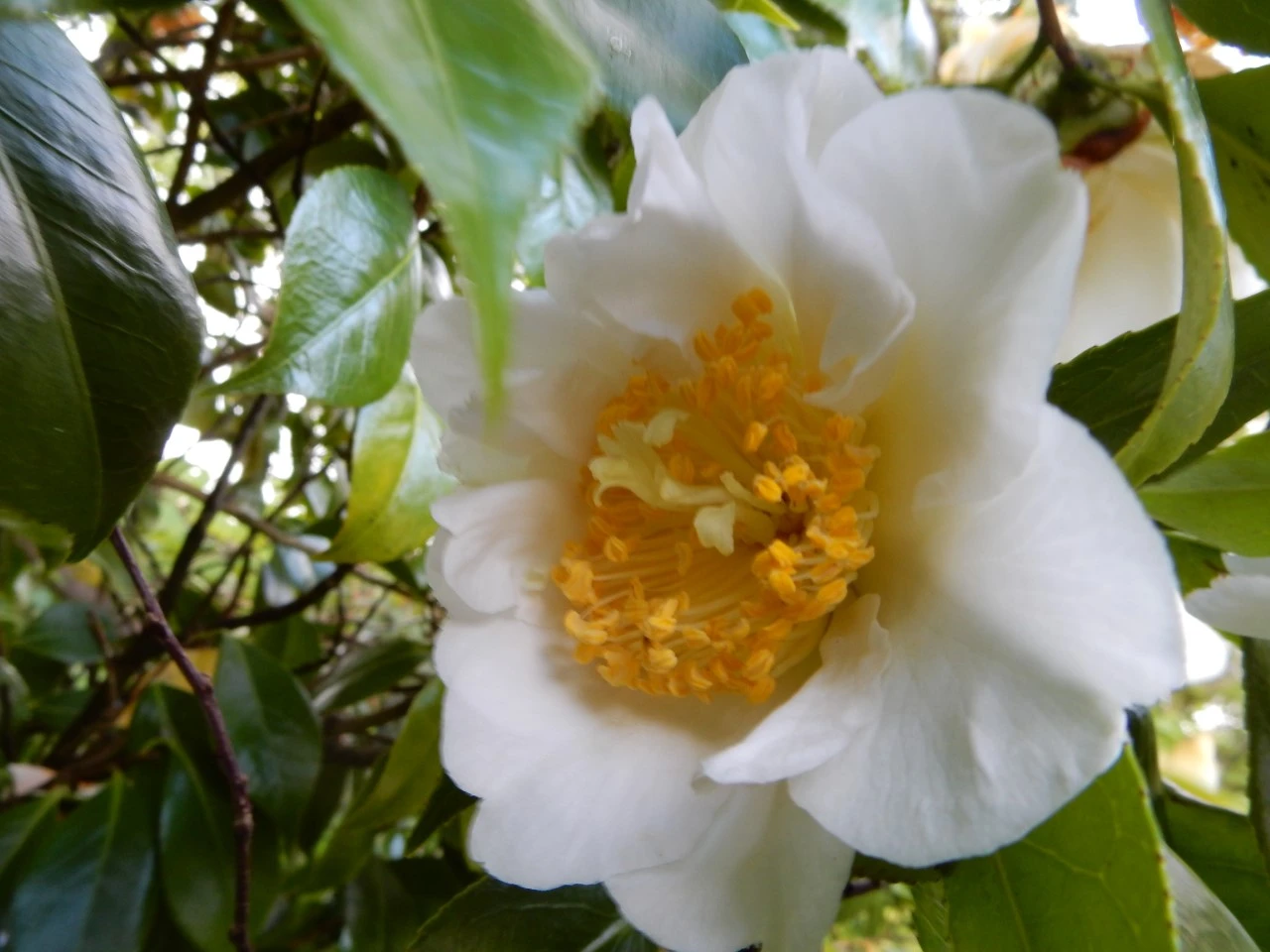 C. 'Scented Sun'